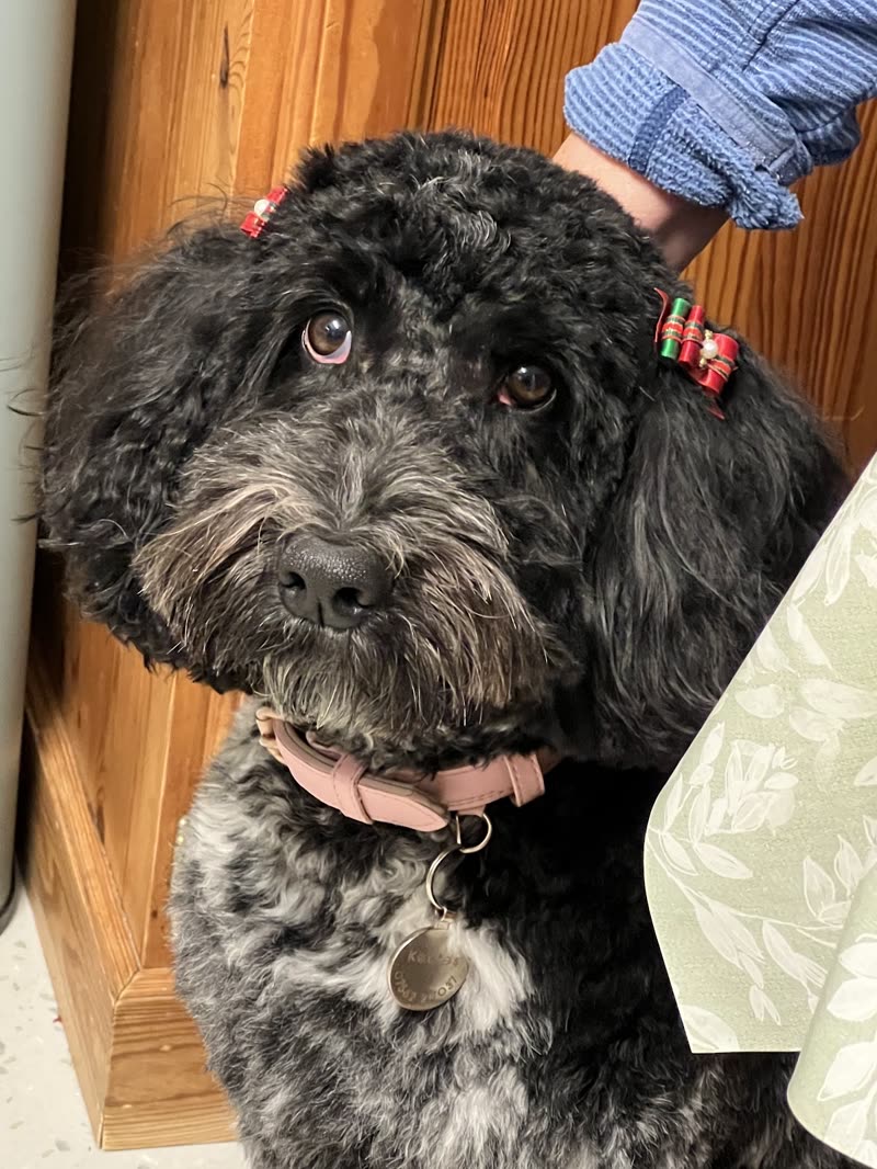 A groomer's finishing touches: two small red bows clipped into a dark grey doodle's coat above the ears