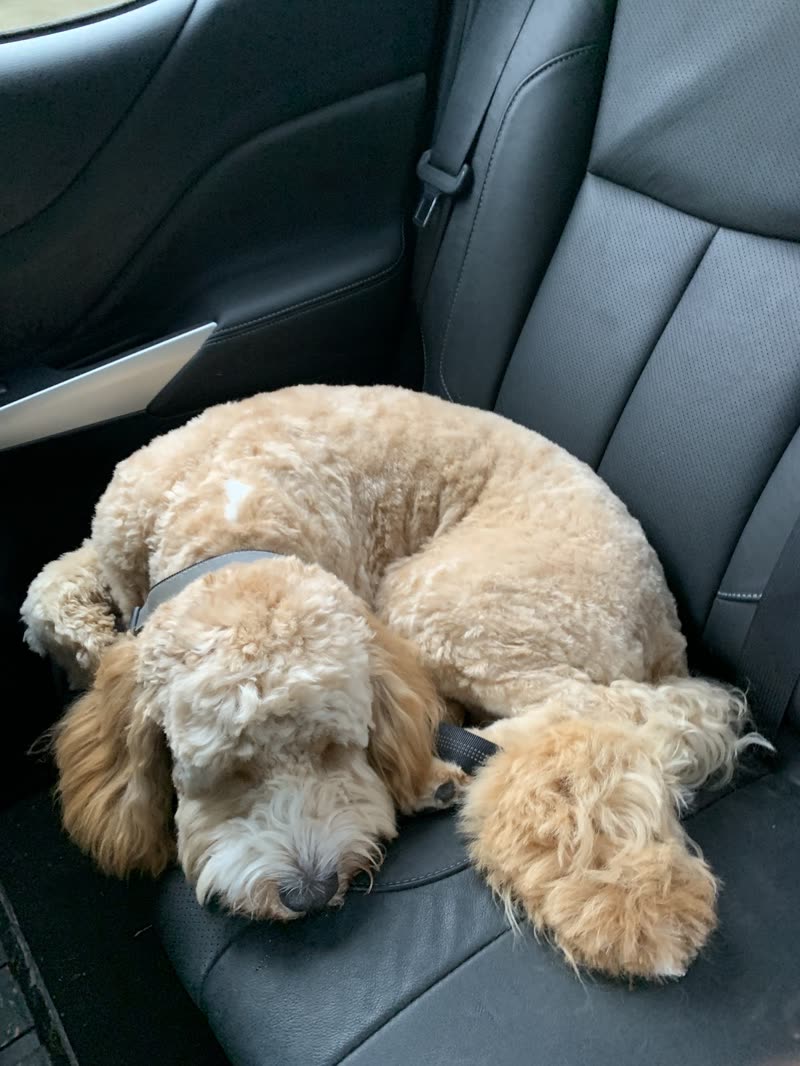 A cream cockapoo curled up asleep on a car's back seat after its appointment