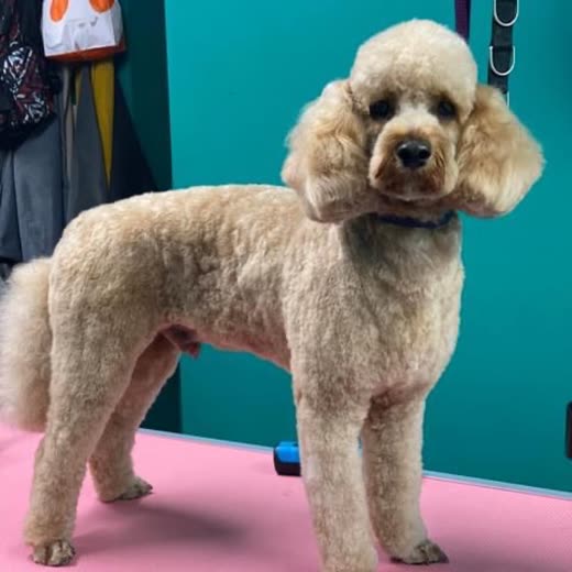 A freshly groomed apricot poodle standing on a pink grooming table against a teal wall