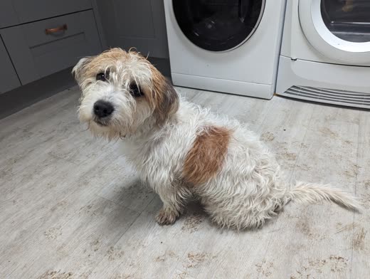 A tan and white terrier-cross with a short body trim sitting on a wooden floor
